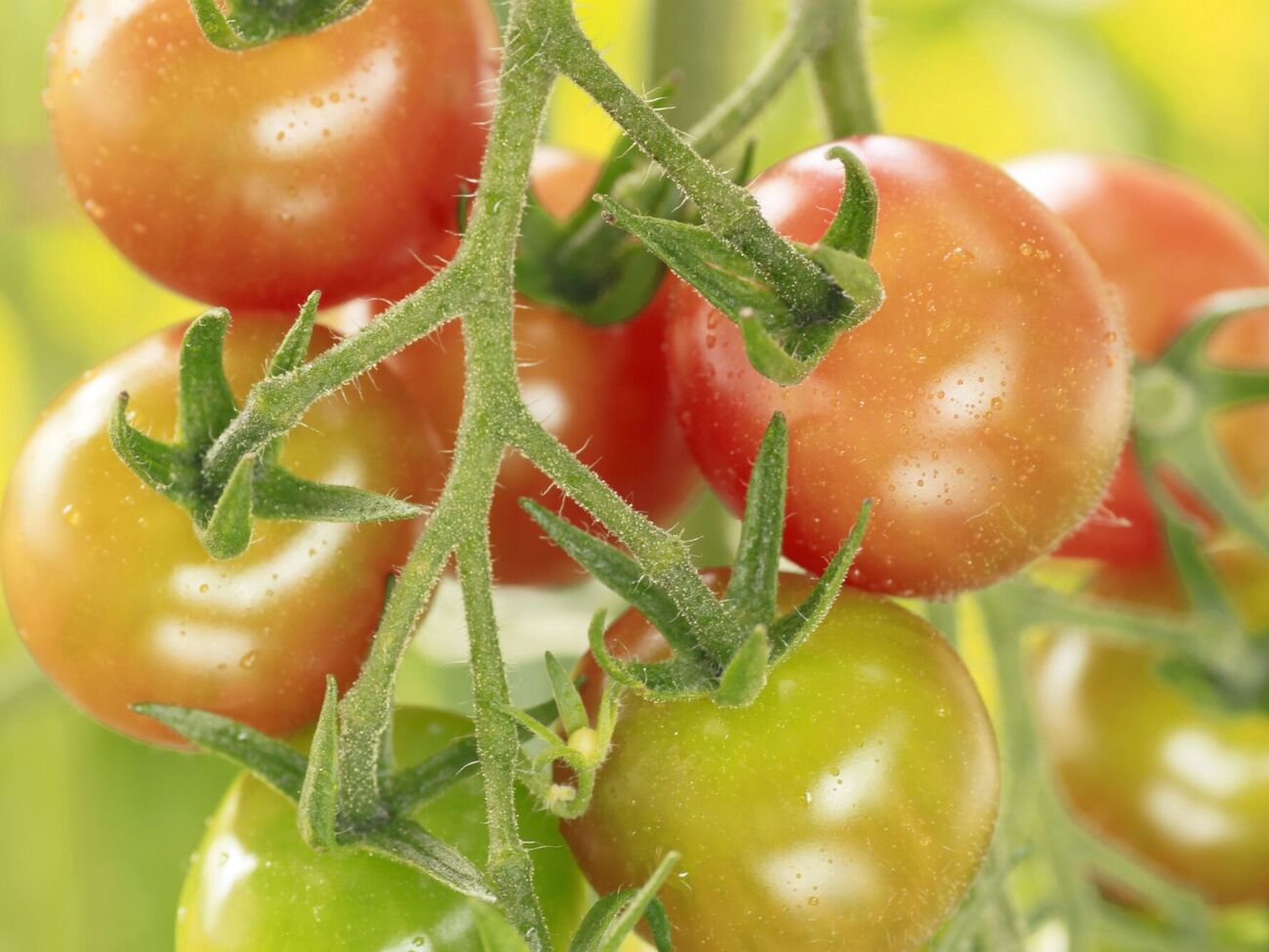 Томаты требуют определенных условий посадки