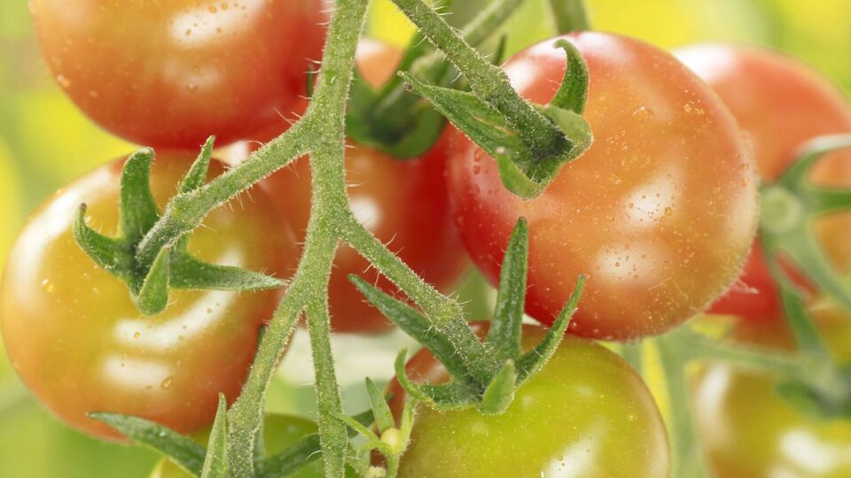 Томаты требуют определенных условий посадки