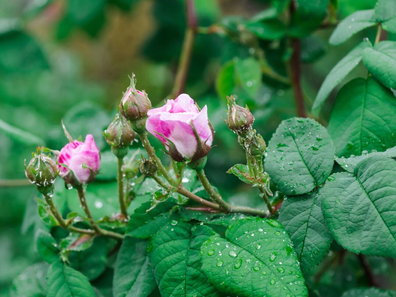 Якщо попелиця вже завелася, уражені ділянки троянд можна полити сильним струменем води, збиваючи комах