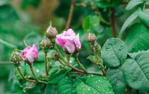 Якщо попелиця вже завелася, уражені ділянки троянд можна полити сильним струменем води, збиваючи комах