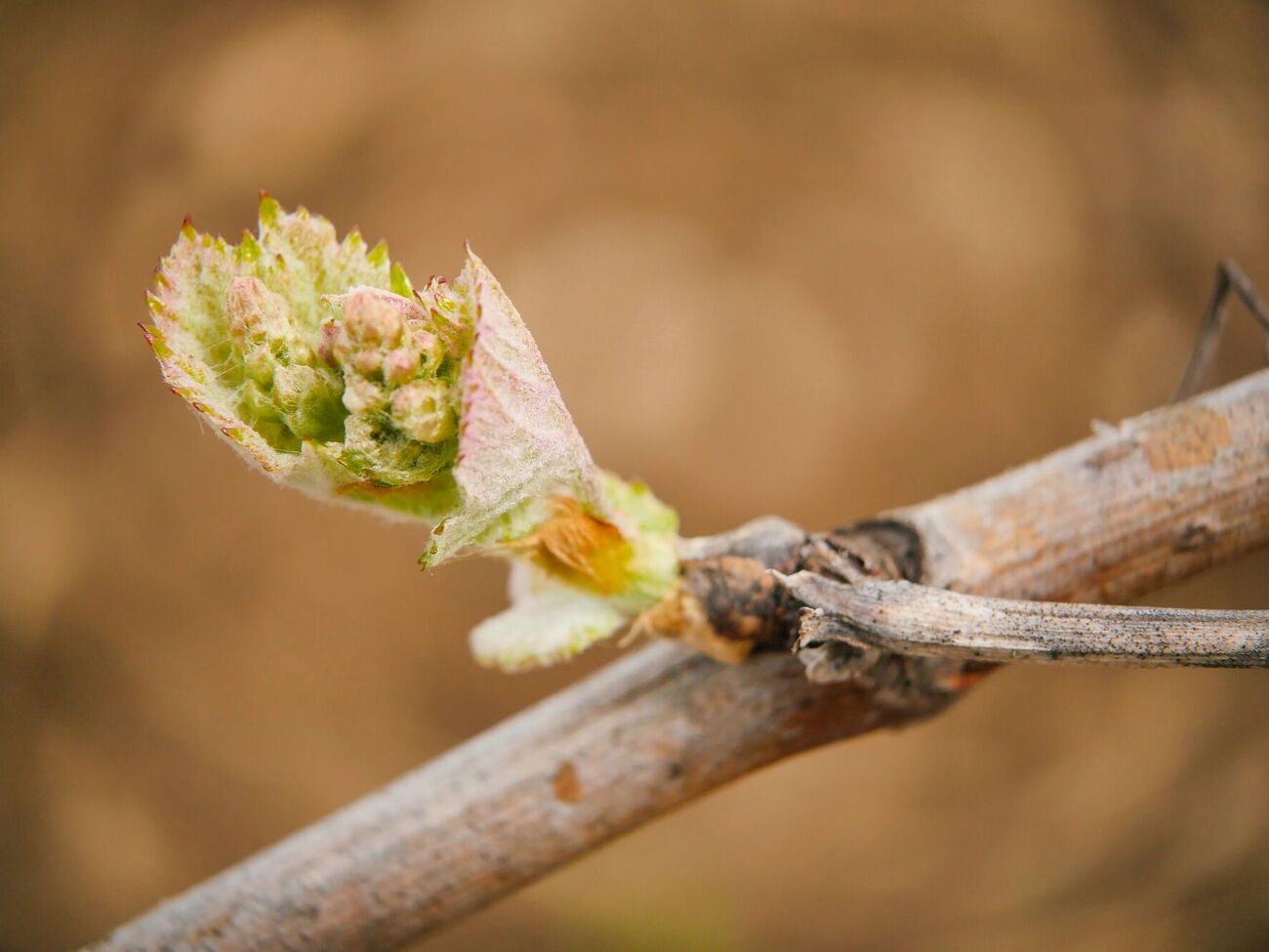 Для защиты винограда от вредителей и болезней лучше всего провести комплексную обработку