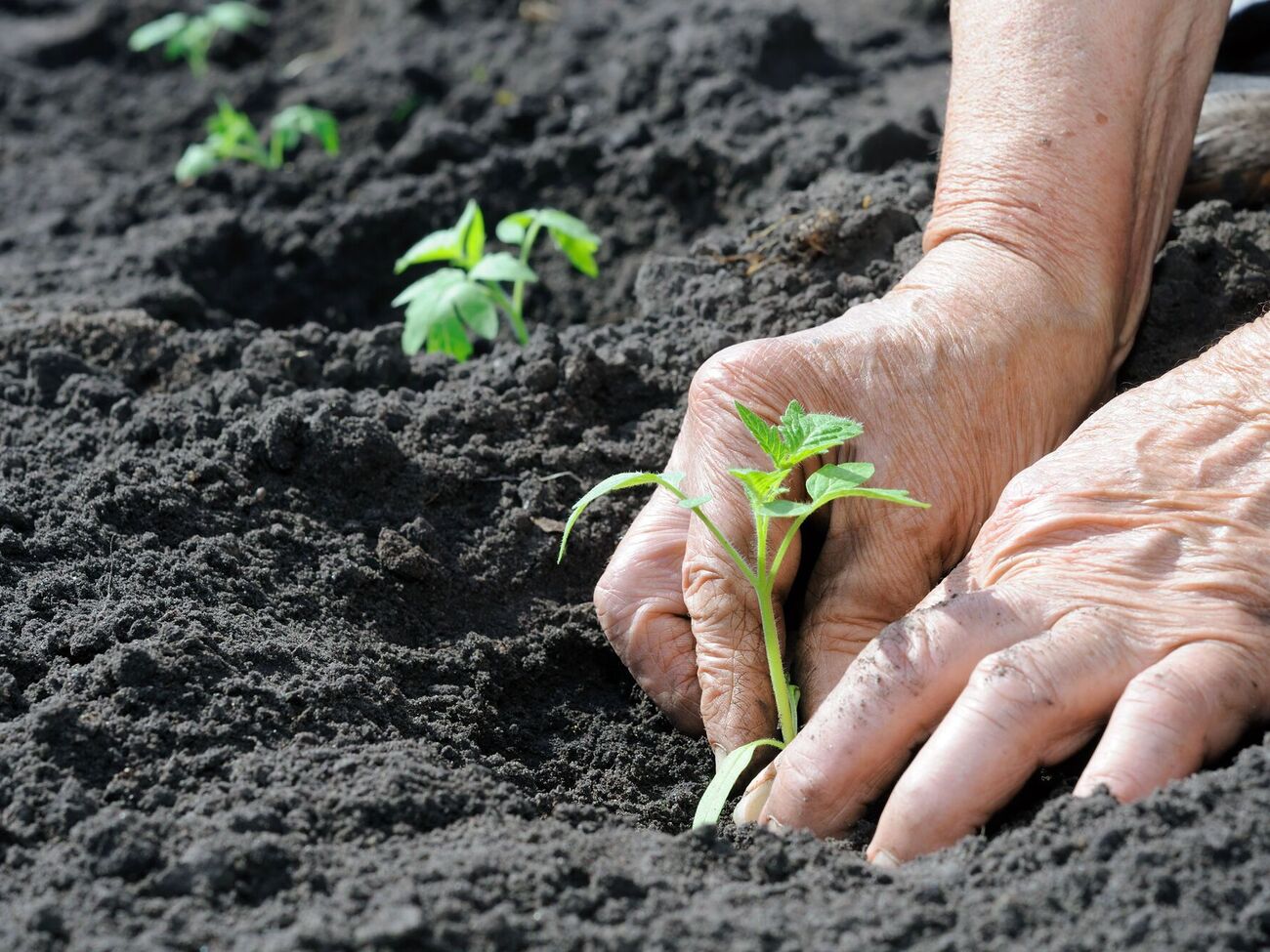 Томати ростимуть швидко в разі правильного саджання
