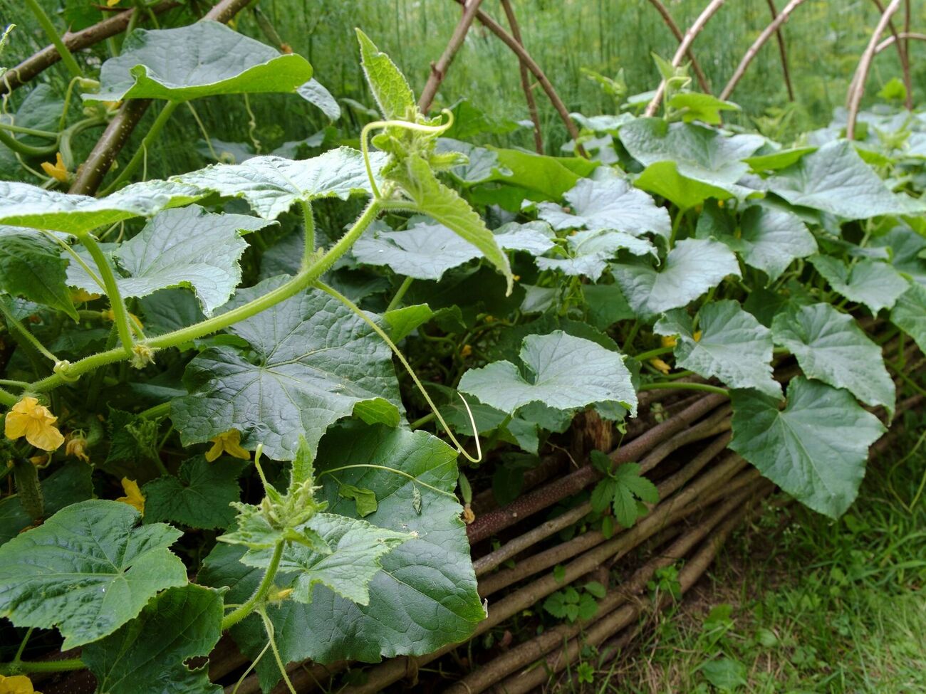 Кроме стимуляции роста огурцов, дрожжевой раствор также укрепит корневую систему растения