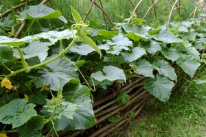 Кроме стимуляции роста огурцов, дрожжевой раствор также укрепит корневую систему растения