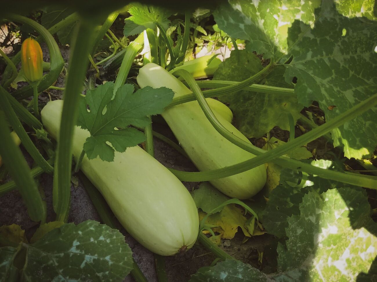 Рядом с кабачками можно высаживать горох и фасоль