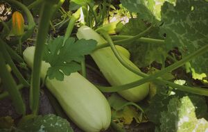 Рядом с кабачками можно высаживать горох и фасоль