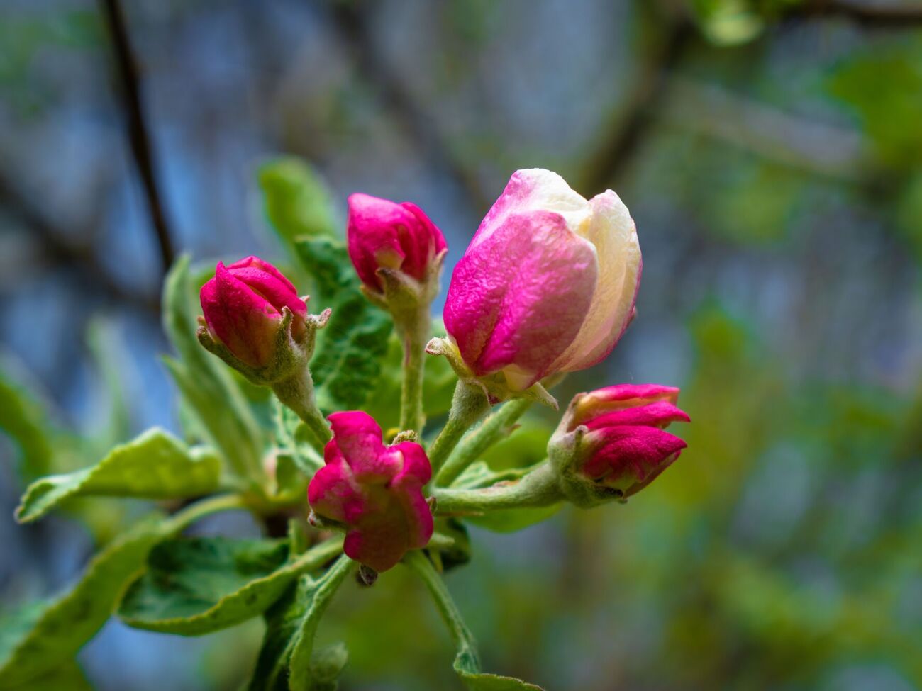 Яблоневый цветоед уже при +8...+10 °C начинает активно поедать соцветия