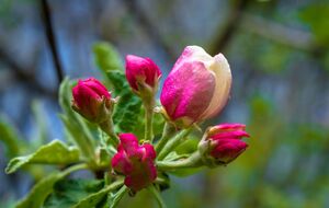 Яблоневый цветоед уже при +8...+10 °C начинает активно поедать соцветия