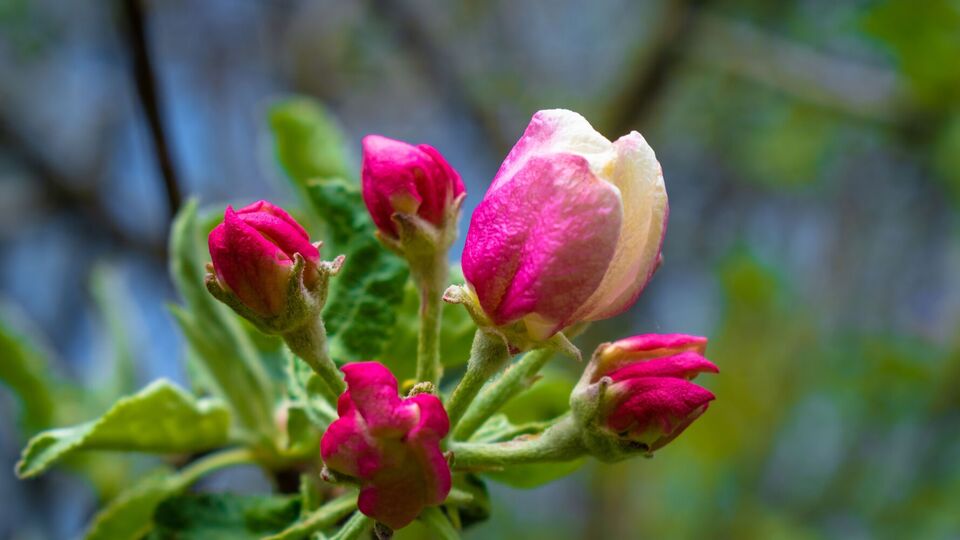 Яблоневый цветоед уже при +8...+10 °C начинает активно поедать соцветия