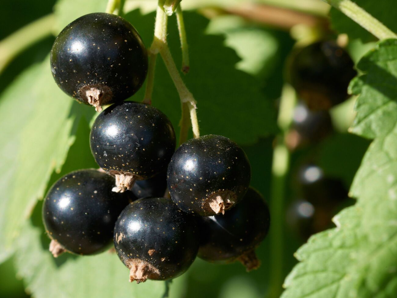 Под каждый куст смородины нужно вылить два ведра подкормки из мочевины