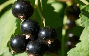 Під кожен кущ смородини потрібно вилити 2 відра підживлення із сечовини