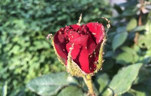 От тли можно избавиться простым методом