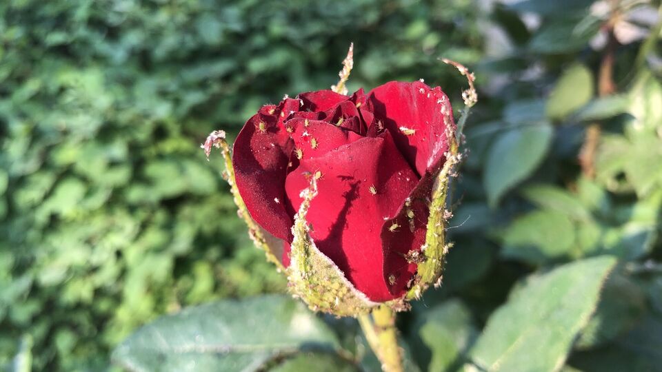 Попелиці можна позбутися простим методом