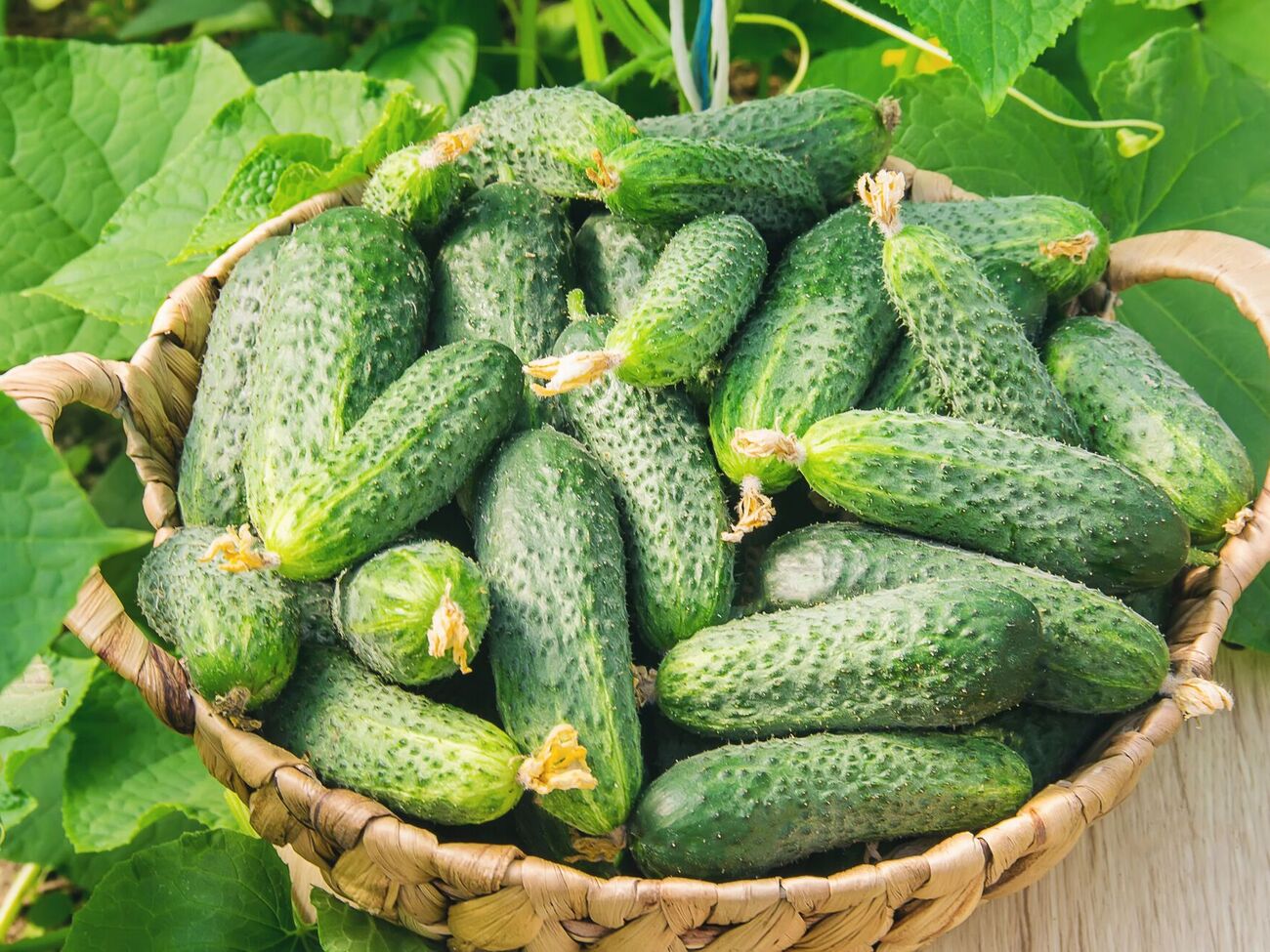 Плоди на огірках не зав'яжуться, якщо внести у ґрунт під час підживлення занадто багато азоту