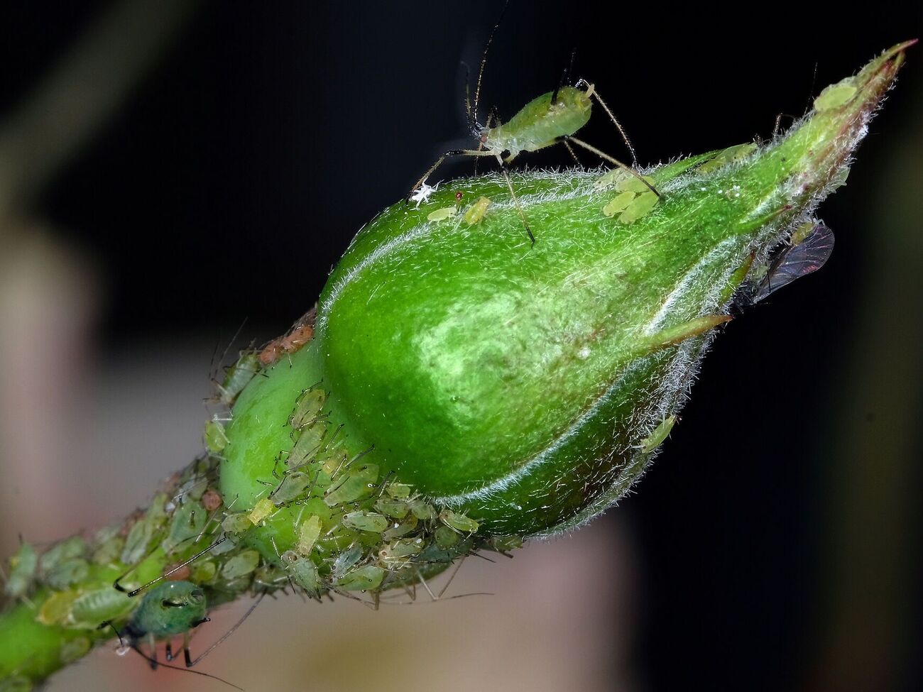 Попелиця зникне дуже швидко