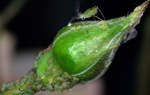 Попелиця зникне дуже швидко
