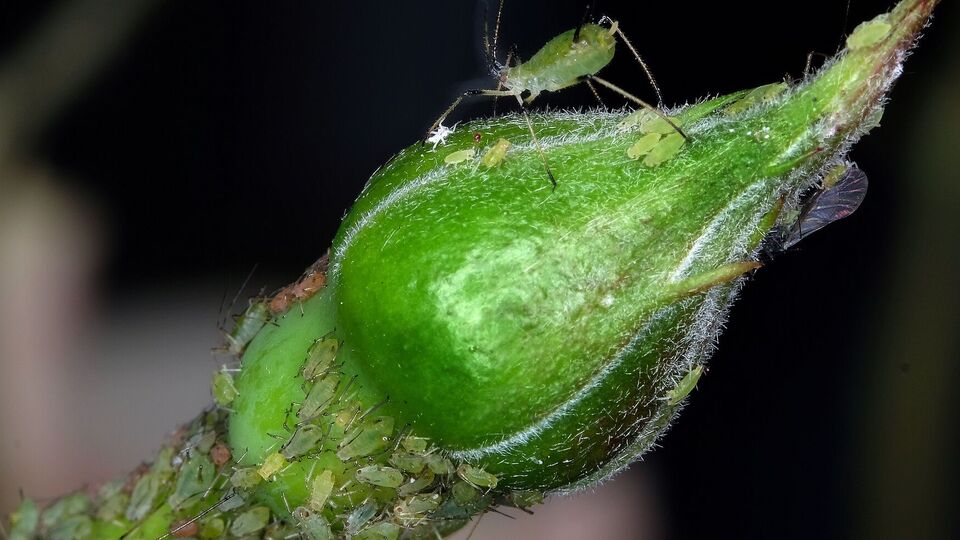 Попелиця зникне дуже швидко