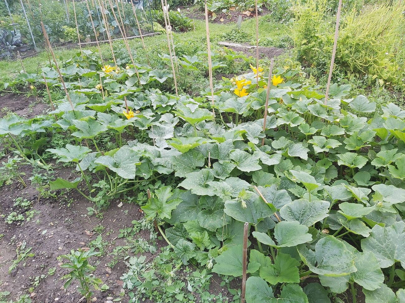 Нашатырный спирт можно использовать как защиту растений от вредителей