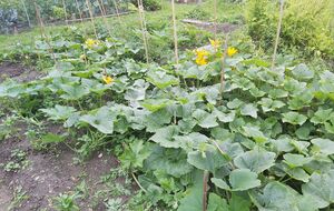 Нашатырный спирт можно использовать как защиту растений от вредителей