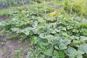 Нашатырный спирт можно использовать как защиту растений от вредителей