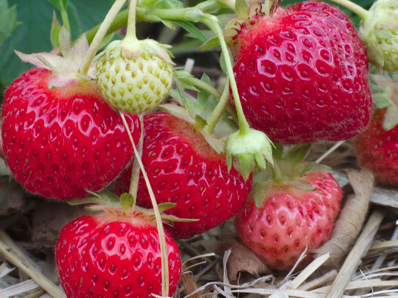 Клубника хорошо плодоносит только в течение первых трех-четырех лет