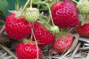 Клубника хорошо плодоносит только в течение первых трех-четырех лет