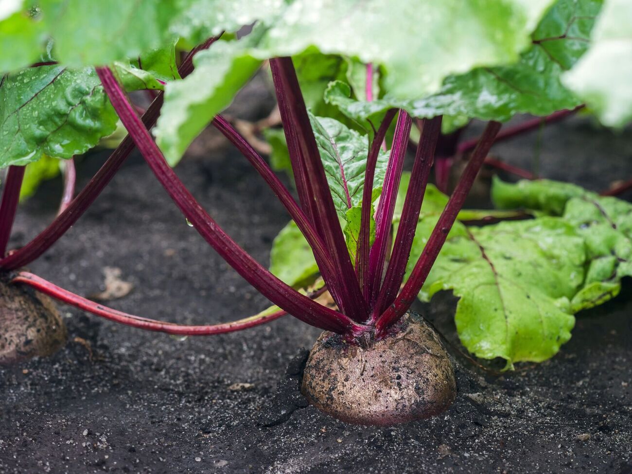 Перед висіванням насіння буряку потрібно залити теплою водою і залишити, щоб воно увібрало вологу