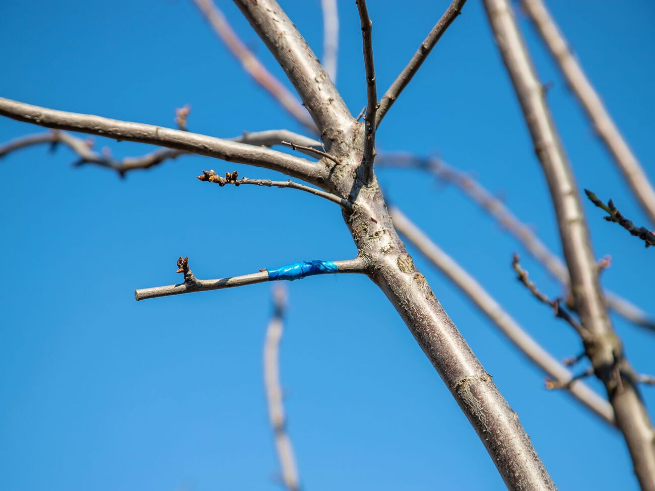 На одно дерево можно привить несколько сортов