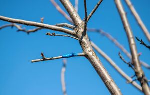 На одно дерево можно привить несколько сортов