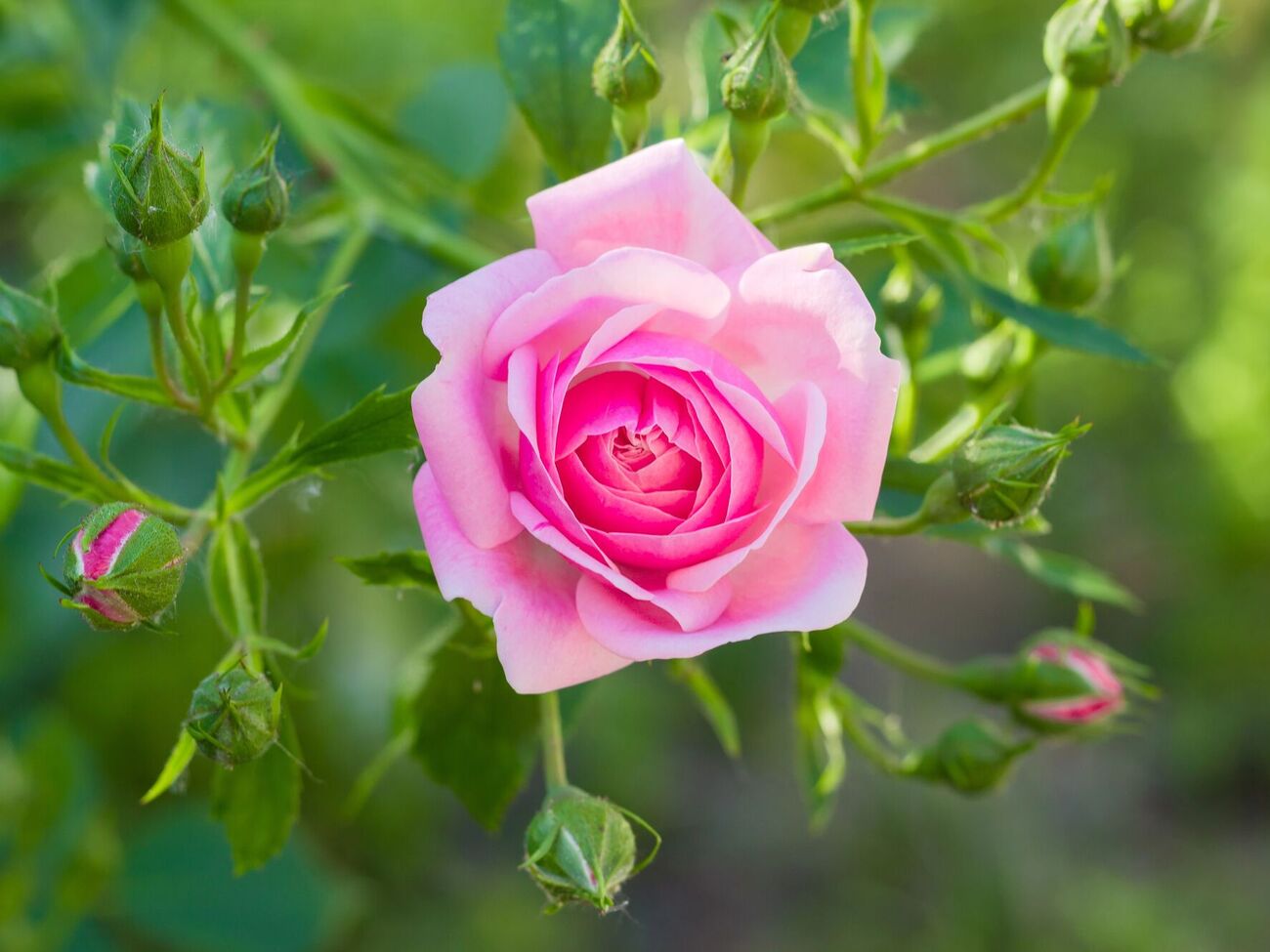 Для каждой болезни роз есть лечебные препараты