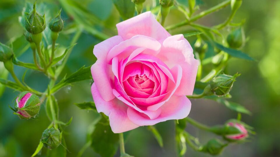 Для кожної хвороби троянд є лікувальні препарати