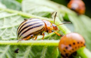 Засіб допоможе знищити і жуків, і їхні личинки