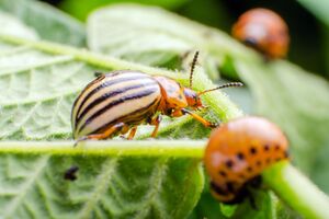 Засіб допоможе знищити і жуків, і їхні личинки