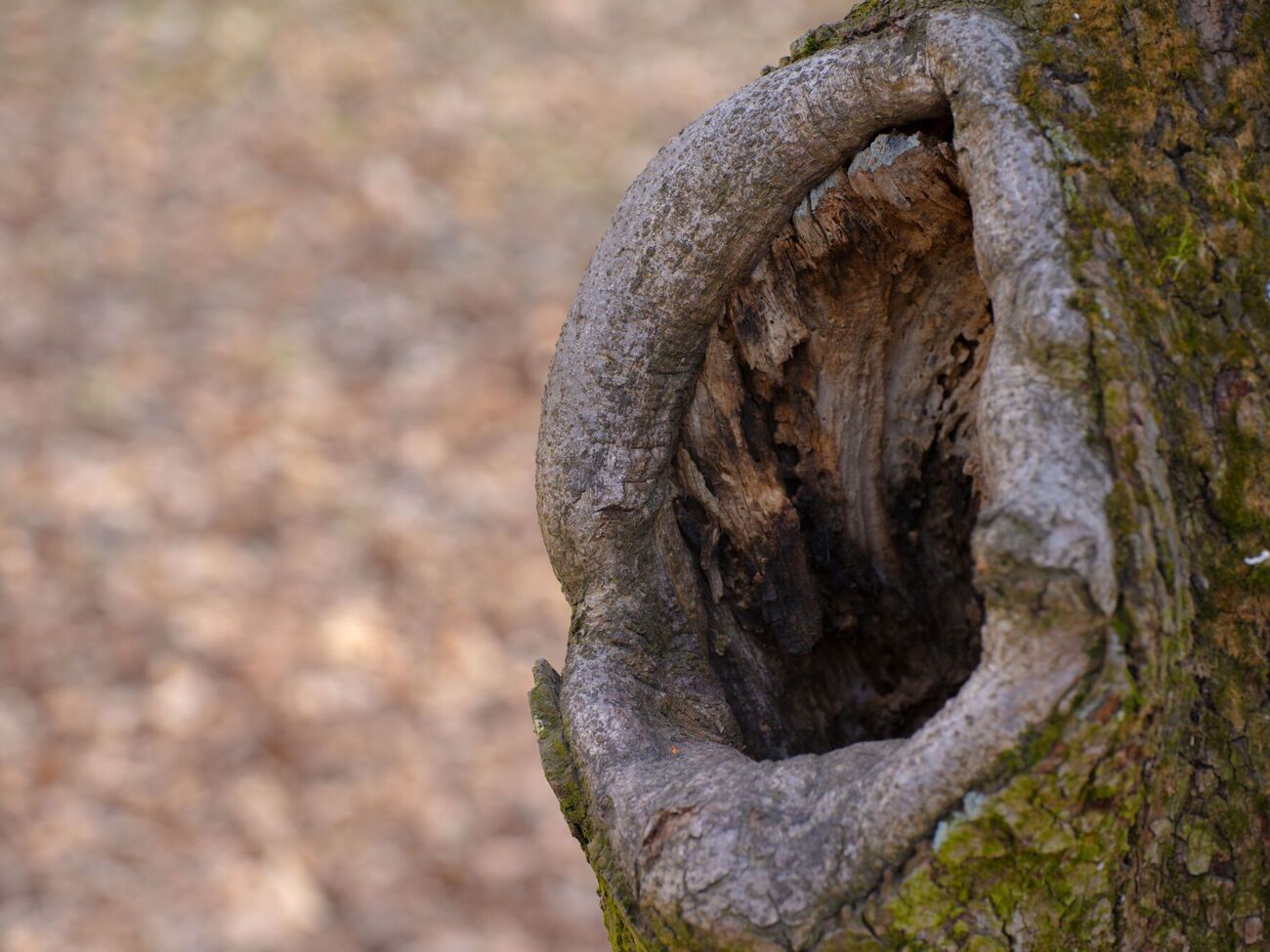 Кузнецова закликала замість того, щоб закладати дупла цементом, фарбою чи кізяком, подбати про правильний догляд