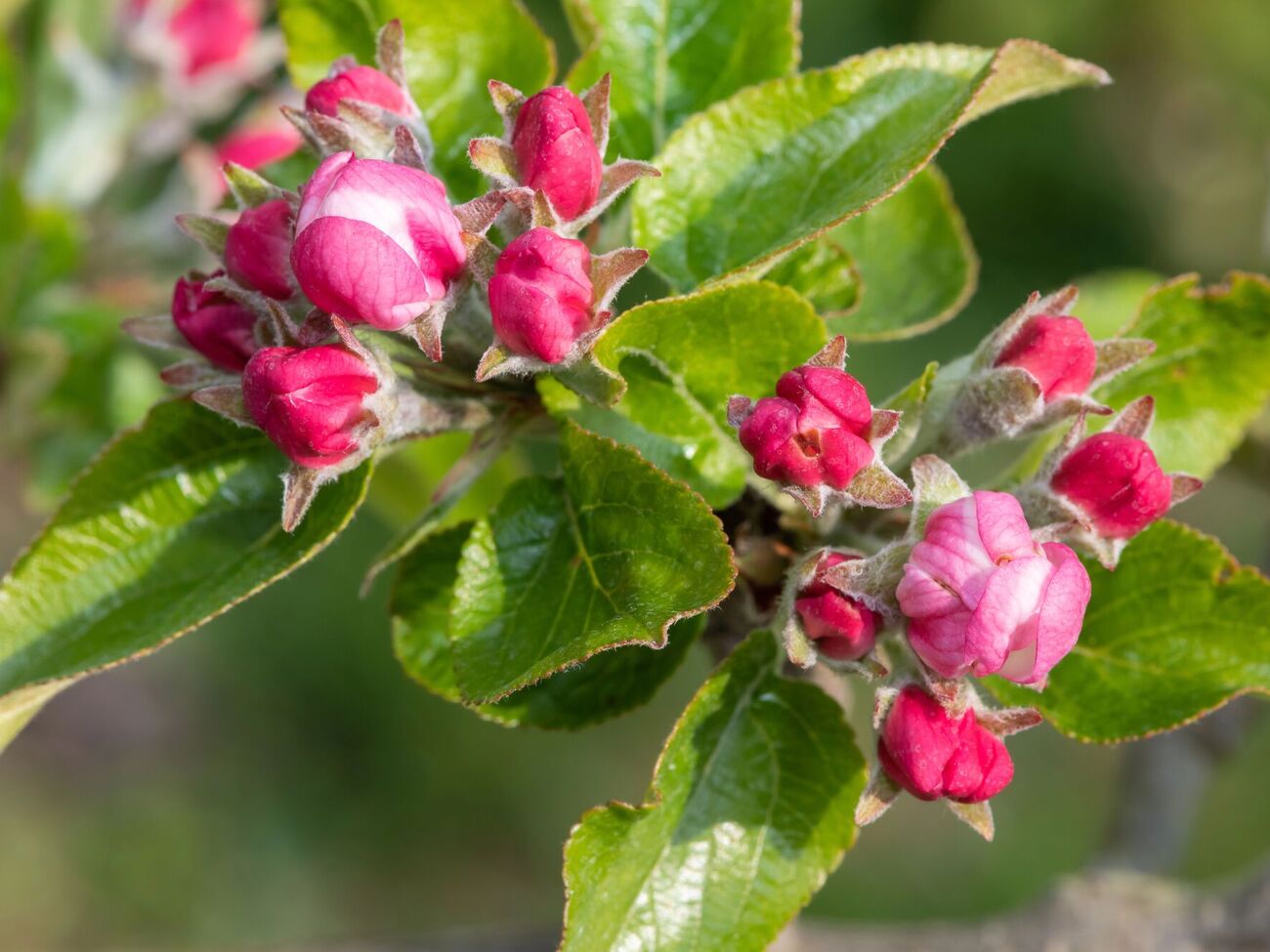 Садовод посоветовал проводить обработку яблонь сразу, как только увидели в саду первое появление зеленой яблоневой тли и кровяной тли