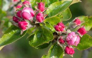 Садовод посоветовал проводить обработку яблонь сразу, как только увидели в саду первое появление зеленой яблоневой тли и кровяной тли