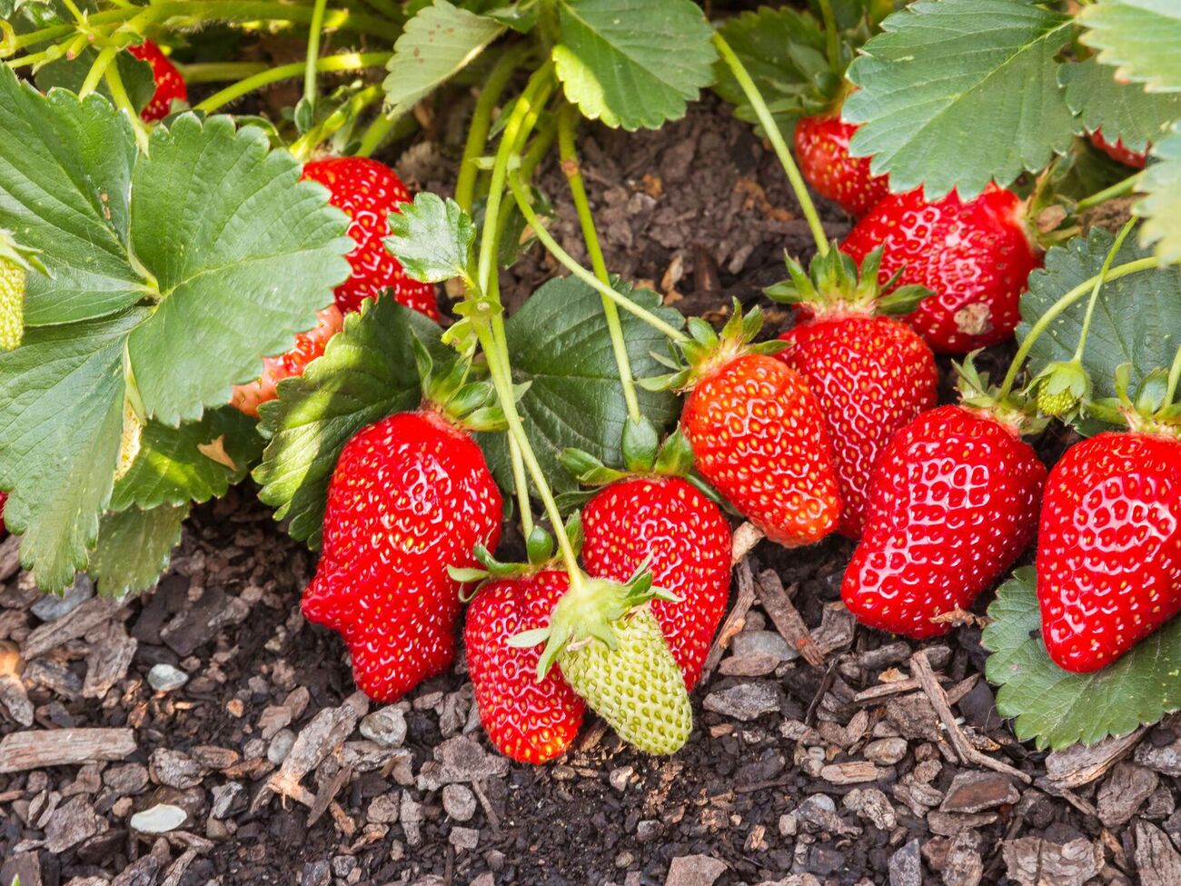 Для підживлення полуниці підійде цибулеве лушпиння