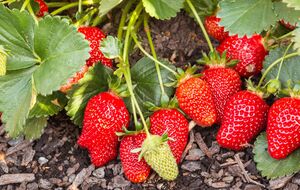 Для підживлення полуниці підійде цибулеве лушпиння