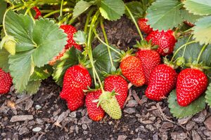 Для подкормки клубники подойдет луковая шелуха