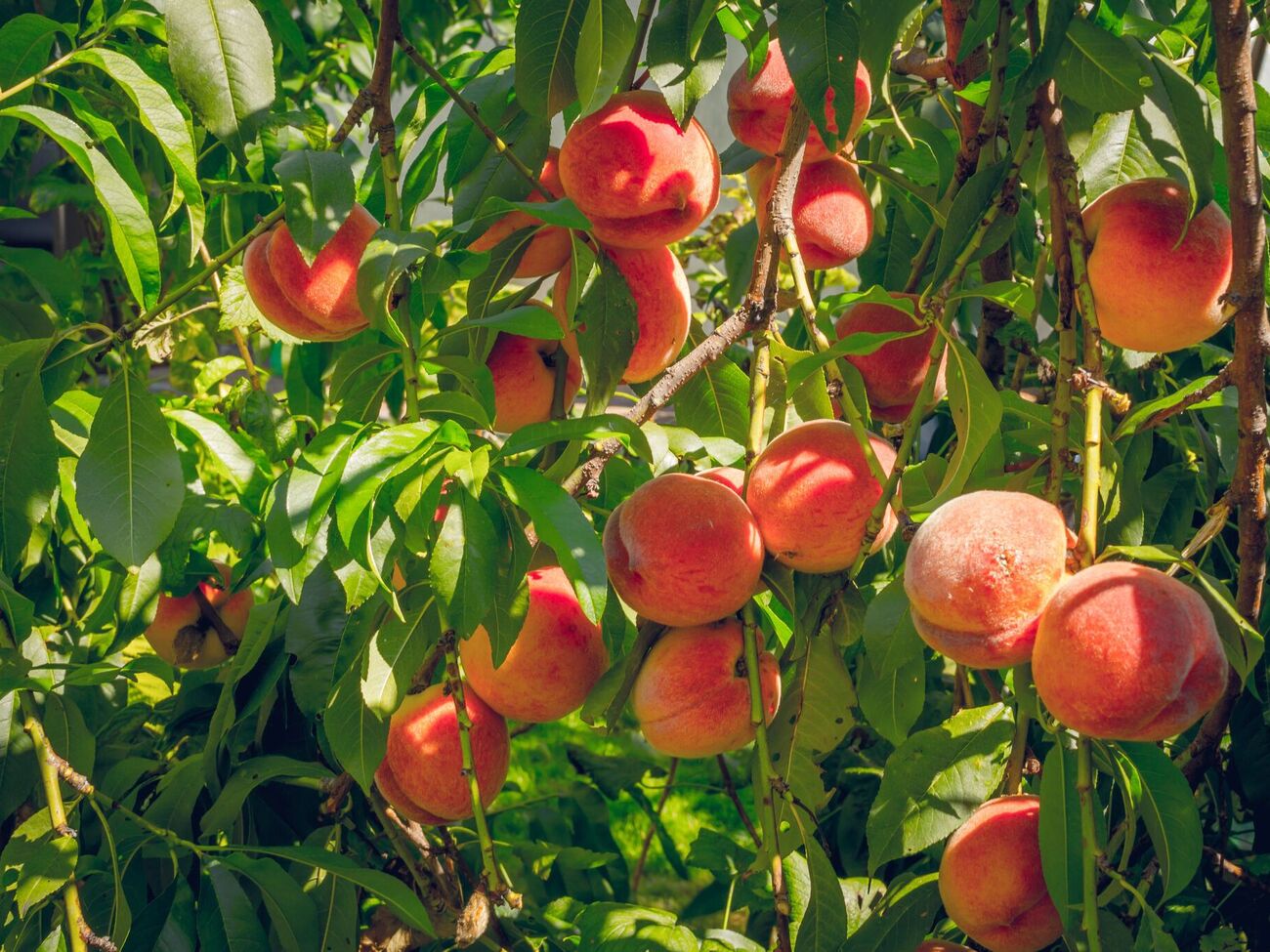 Урожай персиків залежить від правильного оброблення саду