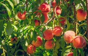 Урожай персиків залежить від правильного оброблення саду
