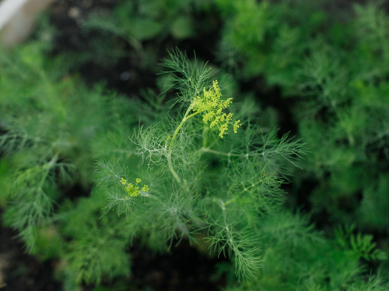 Укроп не стоит сеять слишком густо