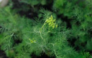 Укроп не стоит сеять слишком густо