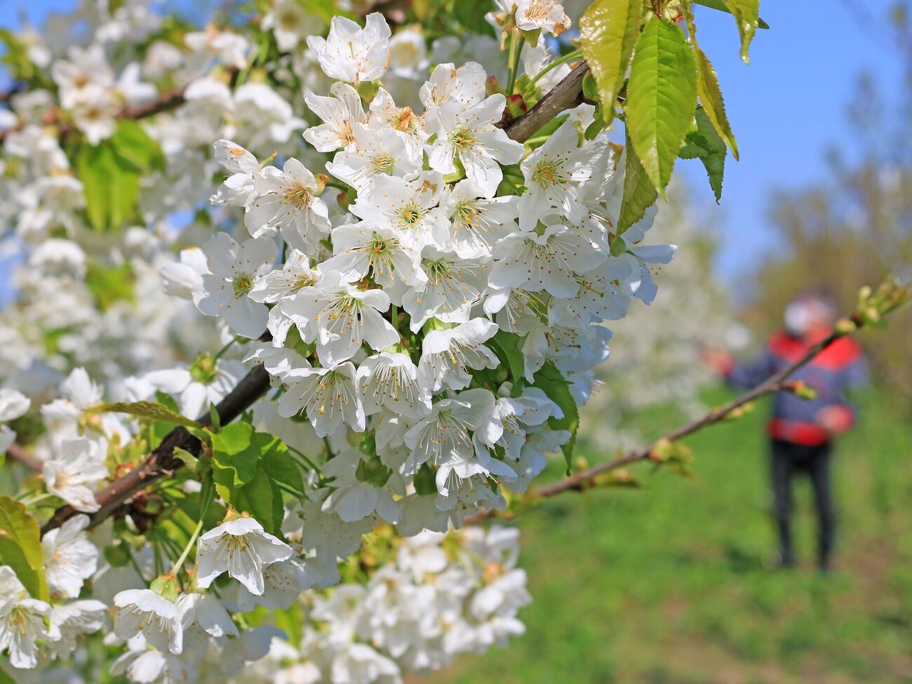 За словами садівників, таке оброблення підходить для всіх кісточкових