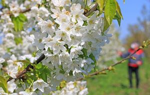 По словам садоводов, такая обработка подходит для всех косточковых