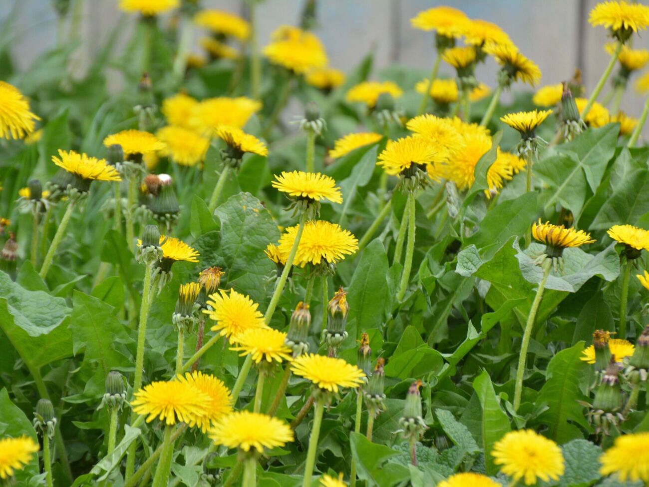 Щоб позбутися кульбаб, городники рекомендують щорічно видаляти квітконоси до дозрівання насіння