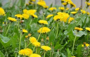 Чтобы избавиться от одуванчиков, огородники рекомендуют ежегодно удалять цветоносы до созревания семян