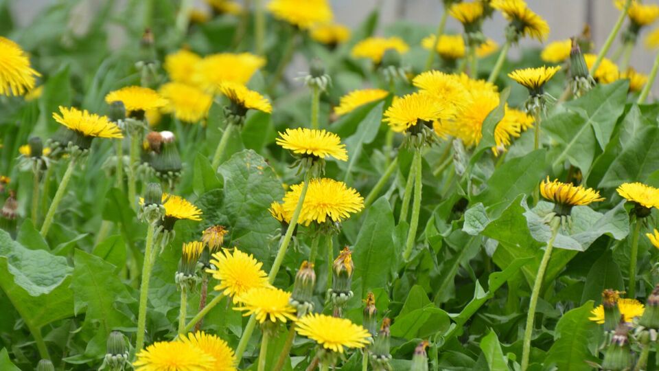 Щоб позбутися кульбаб, городники рекомендують щорічно видаляти квітконоси до дозрівання насіння