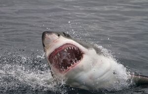 По словам местных, они видели трех акул и большую "лужу крови"