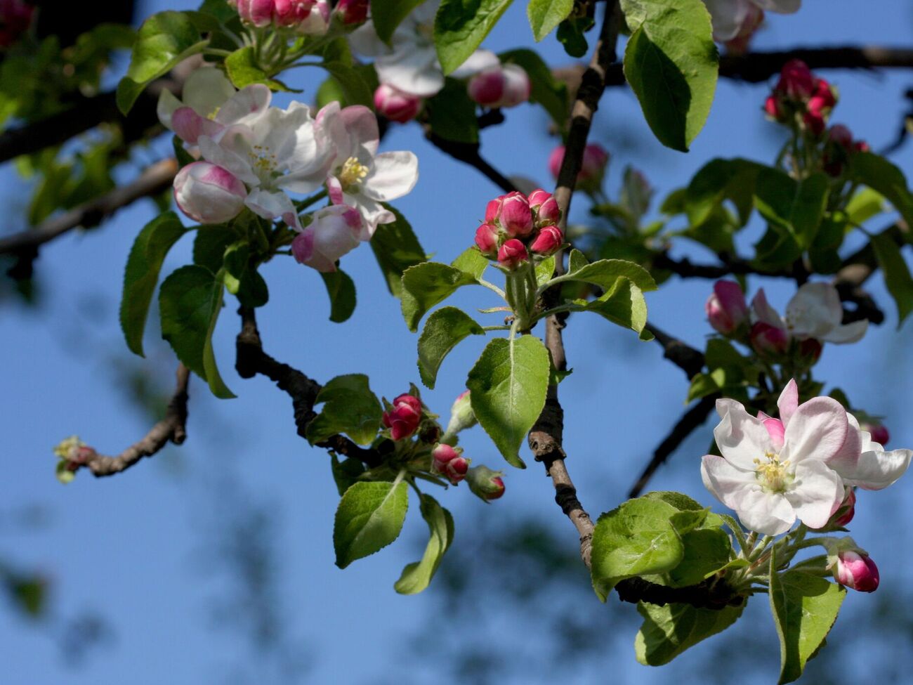 Если не защитить сад от цветоеда, плоды не завяжутся
